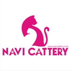 Navi Cattery - The British & Scottish Cats Cattery in Vietnam from 2012